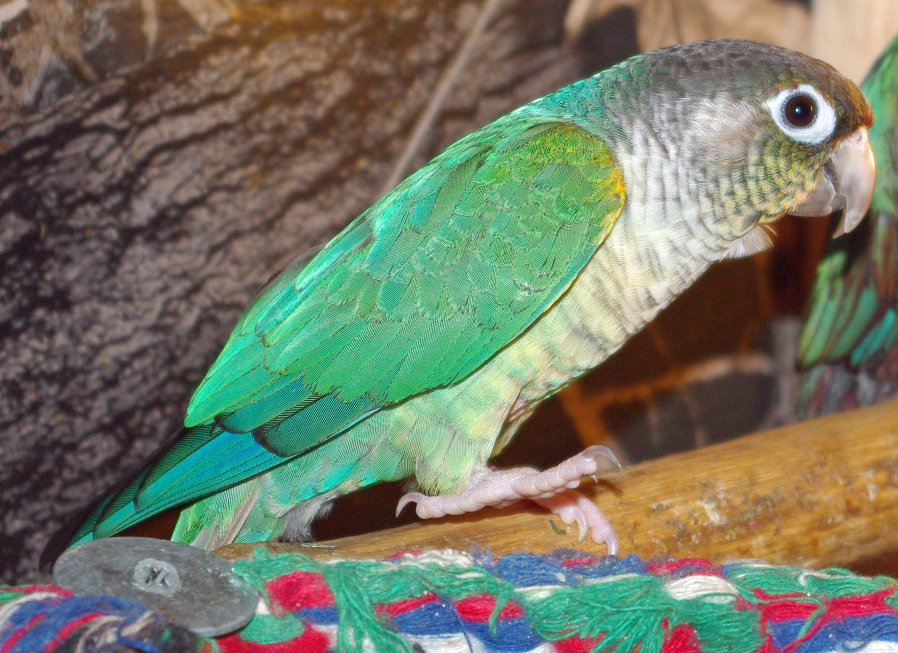 Green Cheek Conure Chart